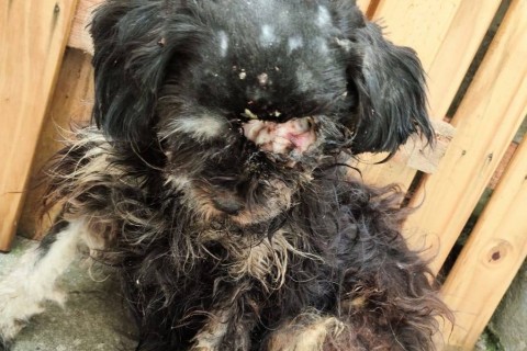 MAUS-TRATOS E SOLIDARIEDADE: O CASO DO CACHORRO CHOCOLATE EM SÃO JOSÉ DO NORTE